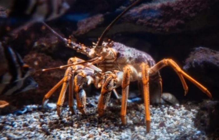 Un pescatore cattura un'aragosta dorata estremamente rara, aveva una probabilità su 30 milioni di catturarla