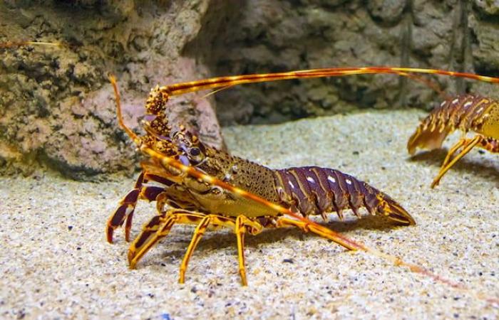 Un pescatore cattura un'aragosta dorata estremamente rara, aveva una probabilità su 30 milioni di catturarla