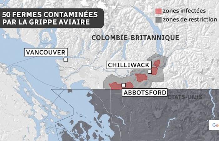 L’influenza aviaria guadagna terreno nelle aziende agricole della Columbia Britannica