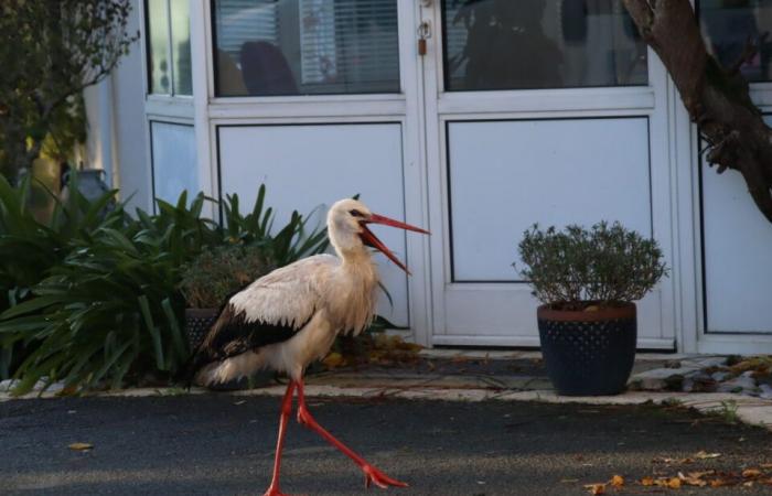 Uno strano abusivo si è insediato in questo quartiere della Gironda