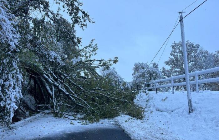 Una quercia cade sotto il peso della neve su una strada della Manica: traffico completamente bloccato