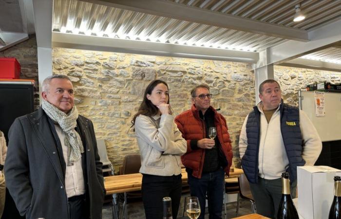 L'eurodeputata Chloé Ridel sul campo del vino – Notizie