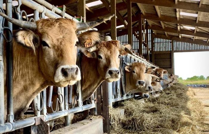 Parthenay-Gâtine convalida il suo primo progetto di piano urbanistico locale