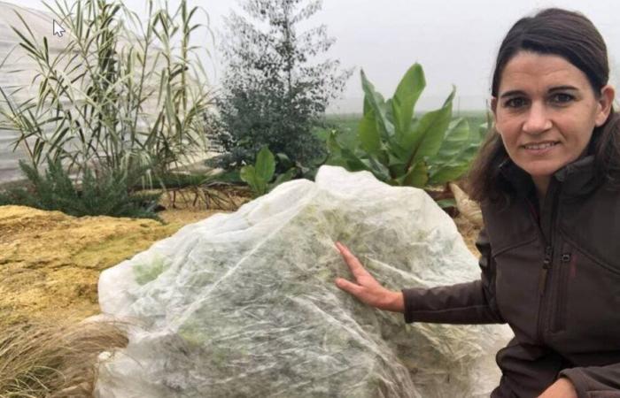 VIDEO IN DIRETTA. Come preparare il giardino per l'inverno? Il nostro esperto risponde a tutte le tue domande