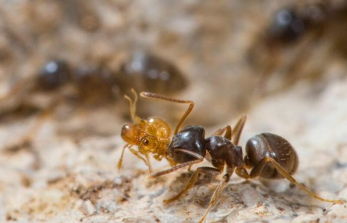 La preoccupante scoperta di una nuova epidemia di “formiche elettriche” in Francia