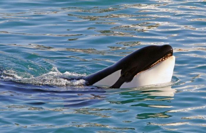 Il parco acquatico Marineland di Antibes vuole trasferire le sue ultime due orche in Giappone