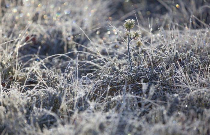 Meteo: – 6°C, – 5,5°C, – 5°C… gelate diffuse questo sabato mattina nell'Aveyron, ecco i comuni più colpiti dal freddo