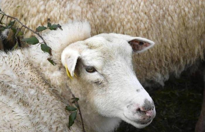 Rilevata epidemia di febbre catarrale degli ovini nel Canale della Manica