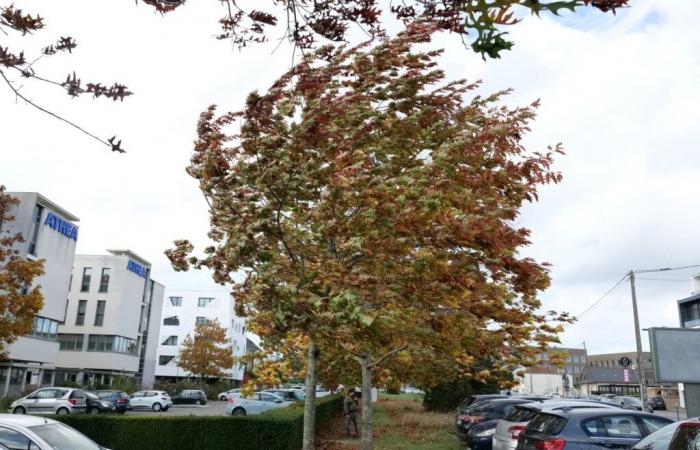 Torna il vento a Rennes e Ille-et-Vilaine, Météo France mette il dipartimento in allerta gialla