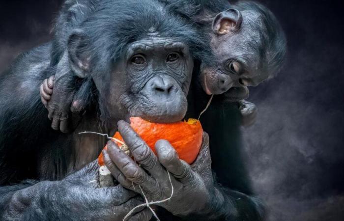 Uno studio rivela il consumo insolito di alcol di alcuni animali