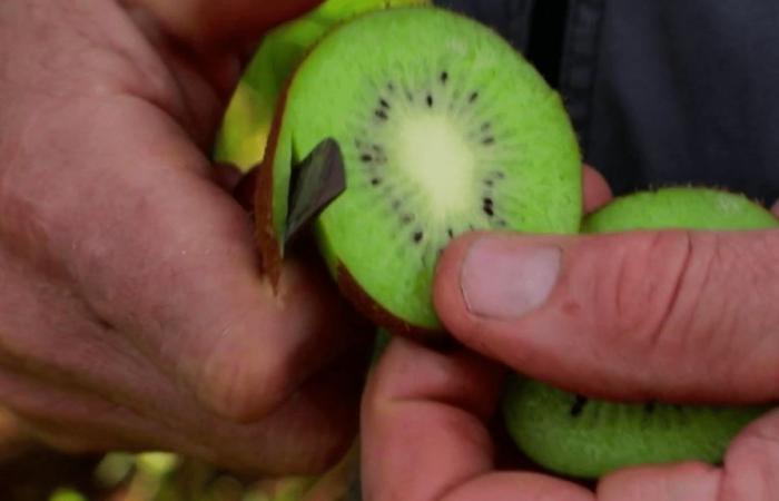 kiwi, un toccasana vitaminico per l'inverno