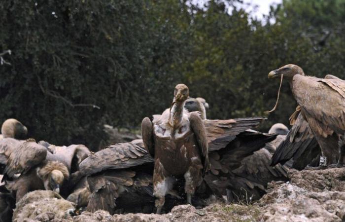 Sempre più numerosi gli “attacchi”, gli uccelli “devianti”… Cosa succede agli avvoltoi?