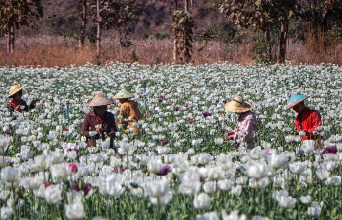 L’economia della droga nel Triangolo d’Oro rilanciata dalla crisi birmana