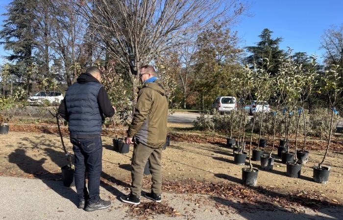 Metropoli di Lione: alberi offerti gratuitamente ai residenti