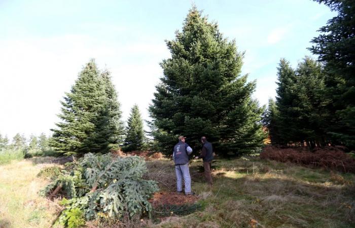 INDAGINE. Chi incolpa i produttori di alberi di Natale del Morvan? Un incendio riaccende le divisioni: “Ho un lacrimogeno”