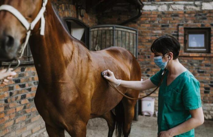 Una nuova epidemia preoccupa la comunità equestre in Francia