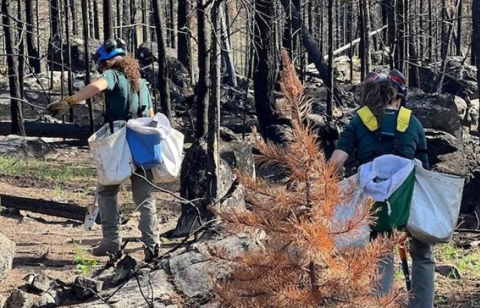 La foresta bruciata di Jasper risorge dalle sue ceneri