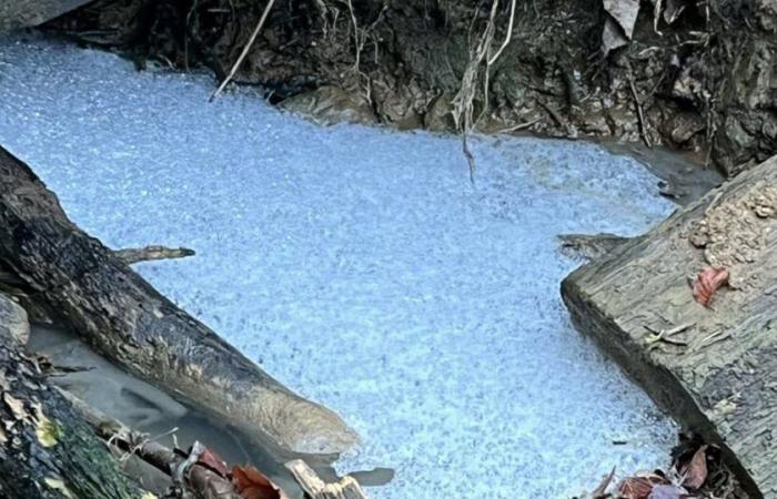 Meurthe-et-Mosella. Acqua blu, rifiuti di ogni tipo… forte inquinamento a Mont-Saint-Martin