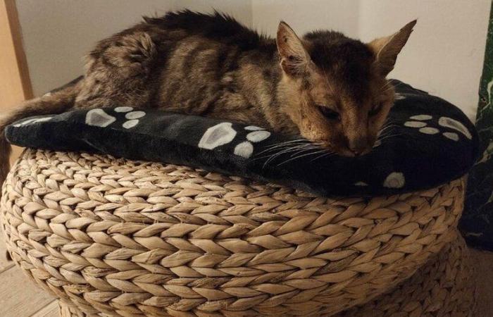 “È il miracolo del Natale prima di Natale”: dopo essere scomparso per 13 anni, il gatto Grizzly ritrova miracolosamente i suoi padroni