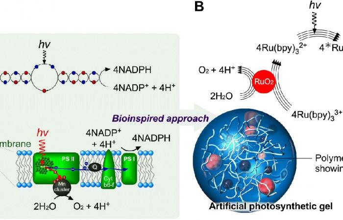 Finalmente una fotosintesi artificiale davvero efficace? ????