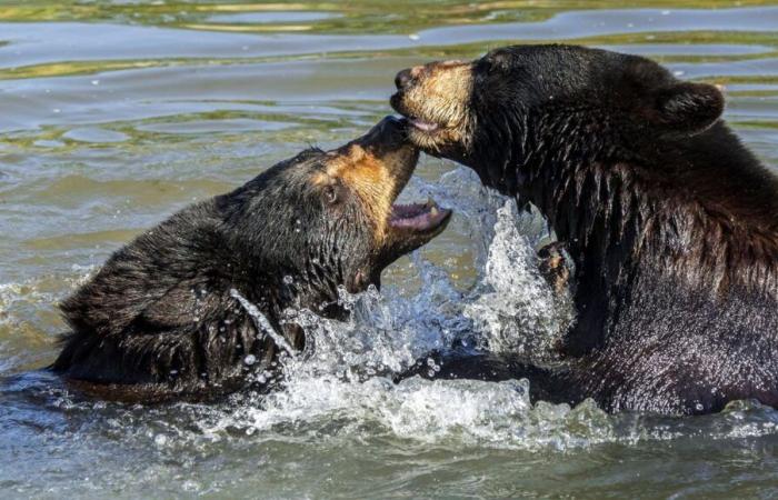 Un orso nero muore dopo uno scontro con un altro orso nel parco Pairi Daiza in Belgio