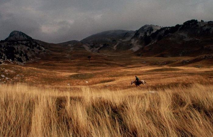 Immergiti nell'emozionante mondo dell'allevamento di cavalli nel cuore del Vercors