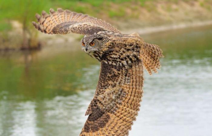 La biodiversità sta crollando in Francia e noi teniamo gli occhi fissi sul clima