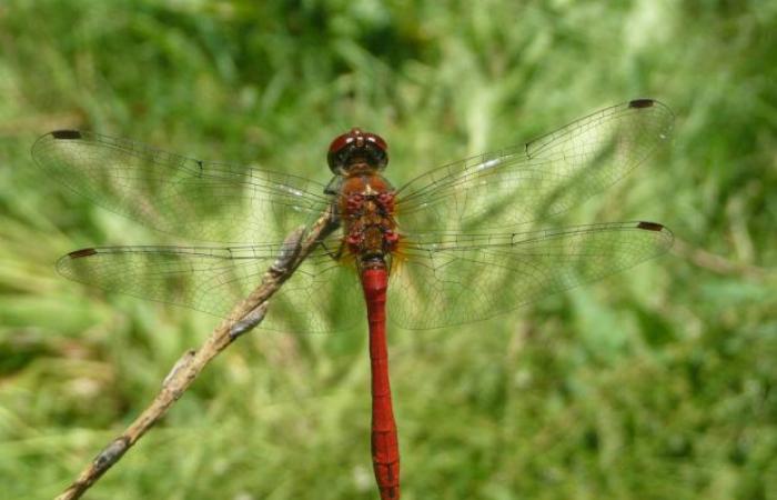 “Regards sur la Nature en Centre-Val de Loire”: un bellissimo libro alla scoperta dei nostri ambienti naturali