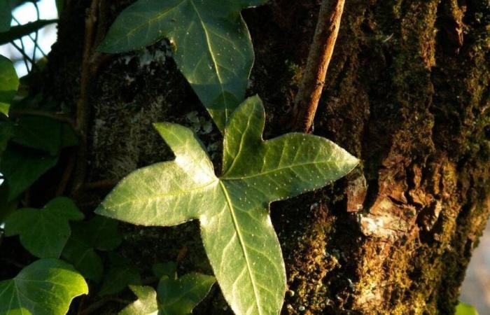 l’edera rampicante e i suoi frutti tossici, dal sapore ripugnante