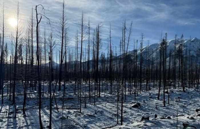 La foresta bruciata di Jasper risorge dalle sue ceneri