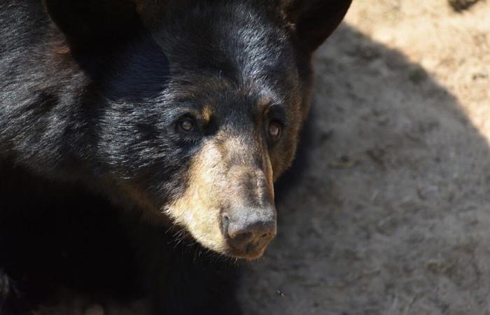 Belgio. Terribile incidente nell’immenso parco Pairi Daiza con la morte di un orso: cosa è successo