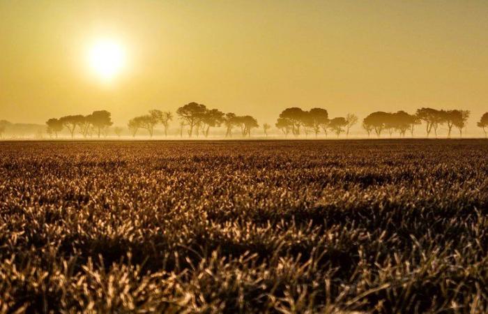 Dopo il freddo, primavera questa domenica? Tempo eccezionalmente mite nel mese di novembre in Occitania e nella maggior parte del paese