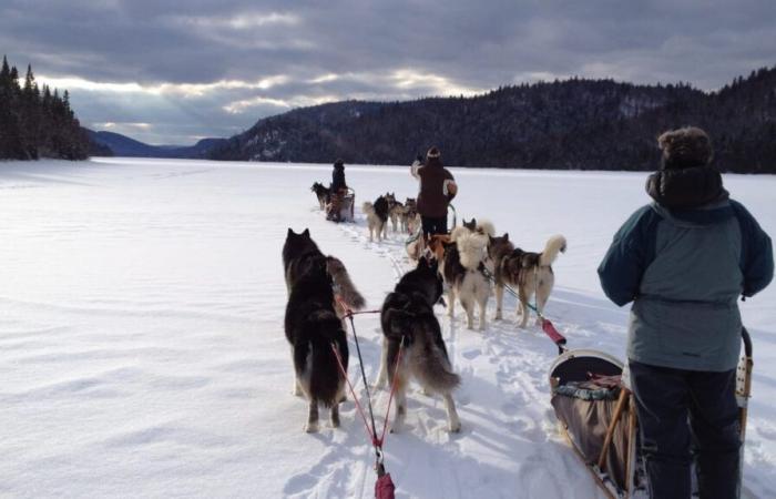 Ottawa si scusa con gli Inuit Nunavik per il “massiccio” massacro di cani da slitta