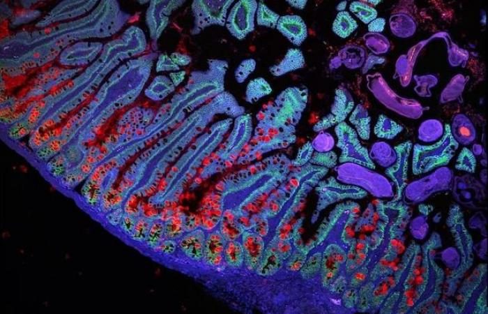 Prende forma un atlante delle cellule del corpo umano