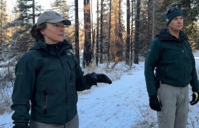 La foresta bruciata di Jasper risorge dalle sue ceneri