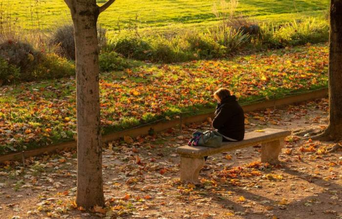 Ma dove finiscono tutte le povere foglie morte raccolte a Parigi?