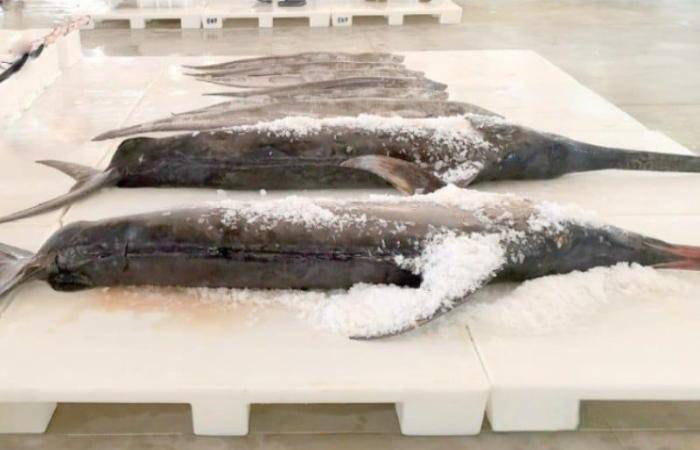 Il Marocco aumenta la sua quota di pesce spada e tonno obeso del Nord Atlantico