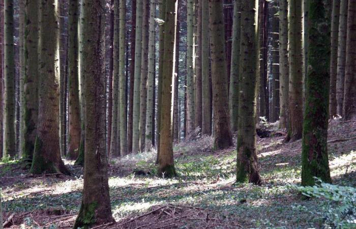 e se comprassi una foresta del Giura… all'asta? Una vendita senza precedenti