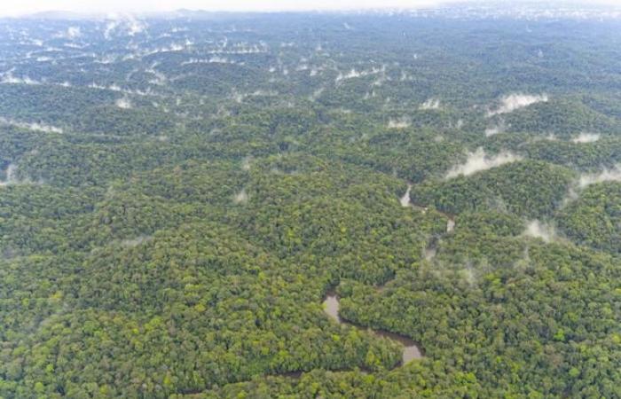 In Amazzonia i popoli indigeni combattono per difendere e proteggere la foresta – rts.ch