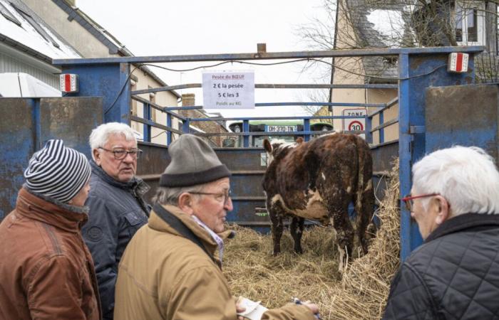 pesare la carne per vincere il jackpot