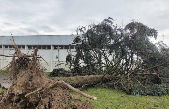 Tempesta Caetano. L'impressionante caduta di un albero in un comune di Deux-Sèvres