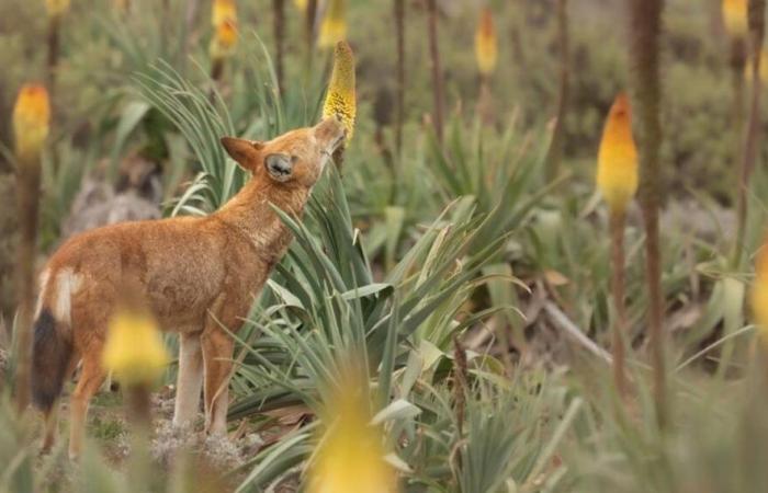 Il carnivoro appassionato di polline