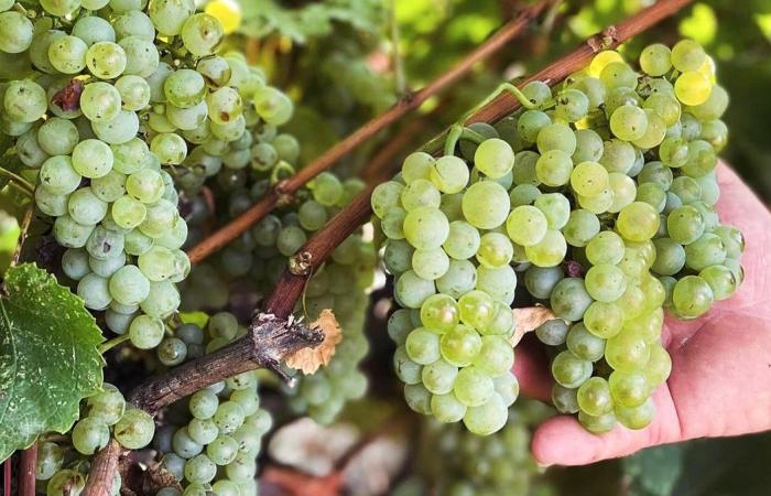 GARD I Vignerons des Capitelles si abbinano ai vostri pasti di fine anno