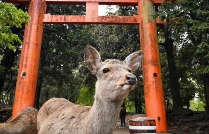 ma cosa sta succedendo al famoso cervo di Nara?