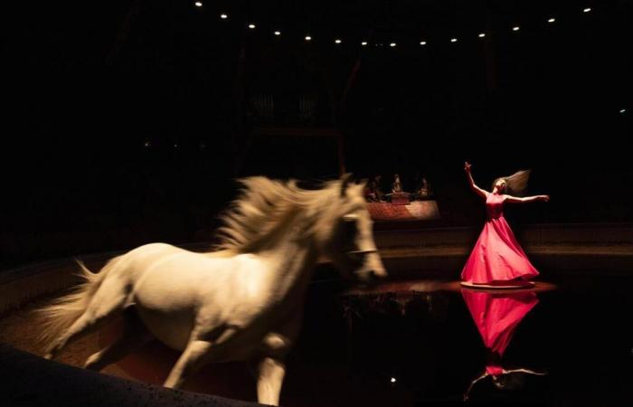 Bartaba, fondatore del Teatro Equestre Zingaro: “Quello che faccio è artigianale, non cerco di lasciare traccia”