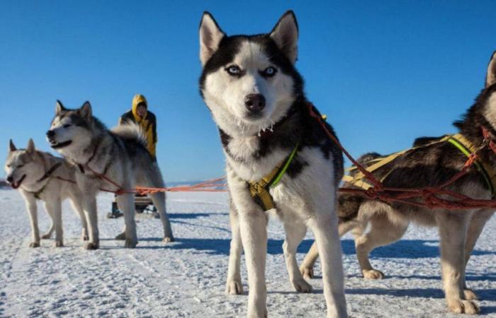 Le scuse del Canada: tragedia dei cani da slitta