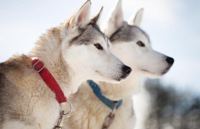 Il Canada si scusa con gli indigeni per il massacro “massiccio” di cani da slitta