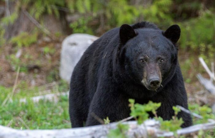 “Detonazioni multiple a Pairi Daiza”, perde la vita un orso: cosa è successo al parco faunistico?