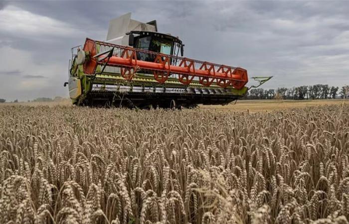 Commercio di cereali Marocco-Francia: sfide, strategia e prospettive