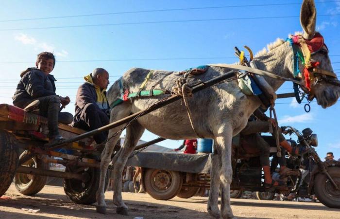 Gaza: gli asini aiutano i residenti a sopravvivere alla guerra